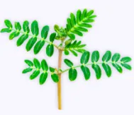 Tribulus